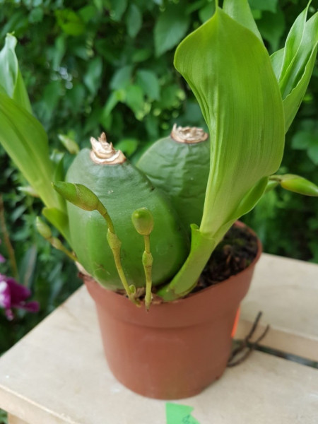 Lycaste Aromatica