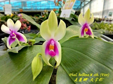 Phalaenopsis bellina fire x sib