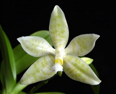 Phalaenopsis Hieroglyphica var. alba - FS