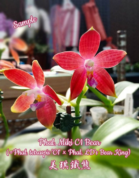 Phalaenopsis Miki C1 Bear
