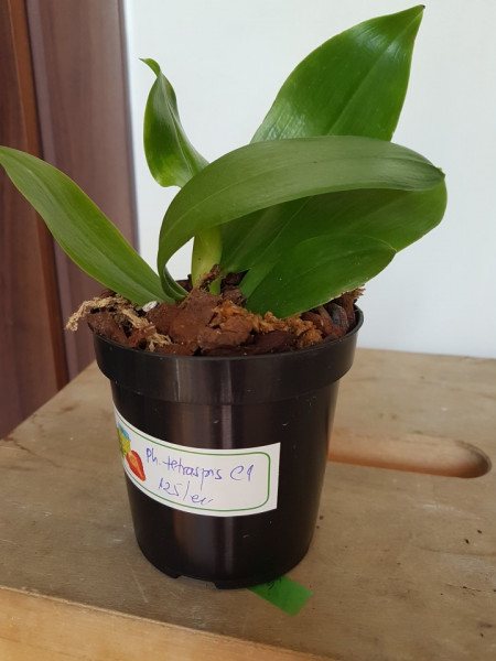 Phalaenopsis Tetraspis C1