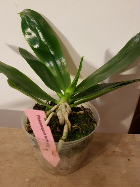 Phalaenopsis Tetraspis  FS1