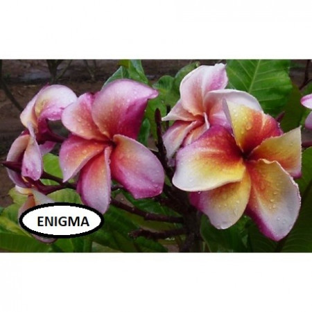 Plumeria Enigma
