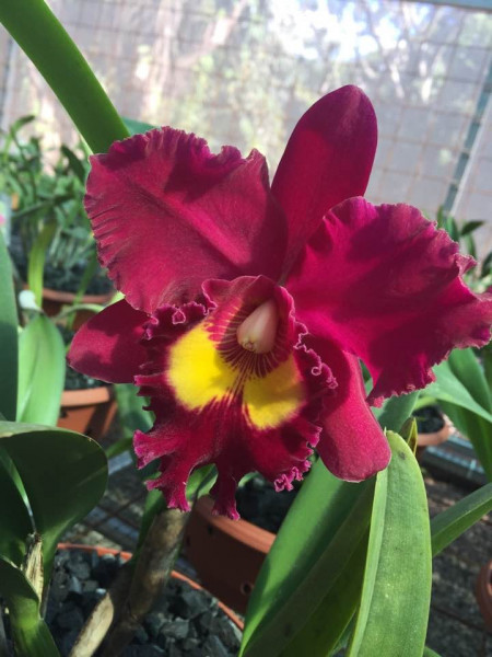 RLC Sanyang Ruby 'Grand Dragon', seedling