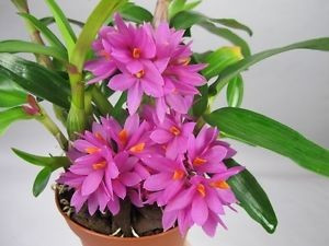 Dendrobium Hibiki J1 FS