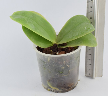 Phalaenopsis Bellina Miki MC