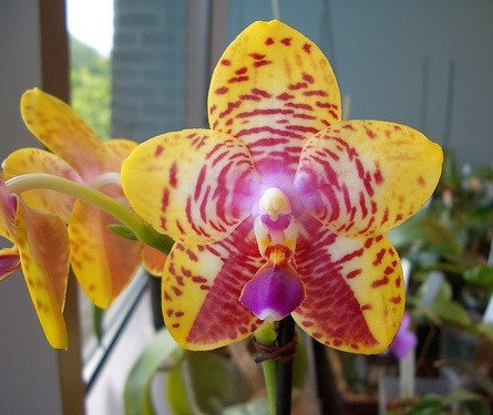 Phalaenopsis Bonnie Vasquez AM/AOS