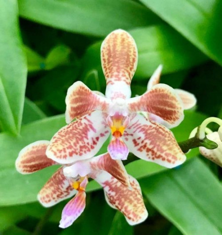 phalaenopsis Celebensis x Mariae