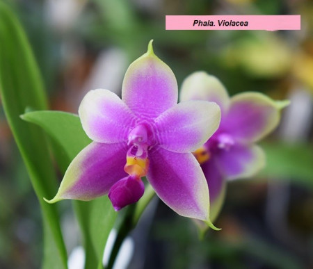 Phalaenopsis Violacea FS