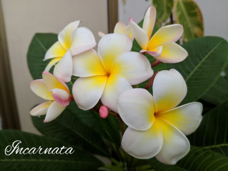 Plumeria Incarnata