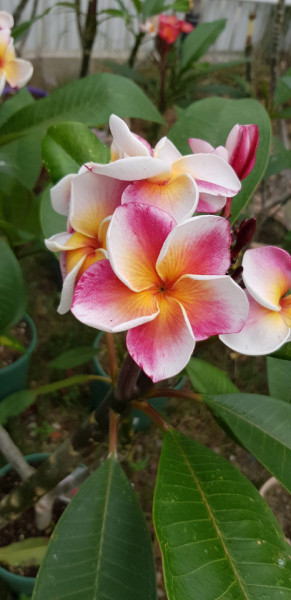 Plumeria J105