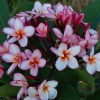 Seminte Plumeria Excellent diamond