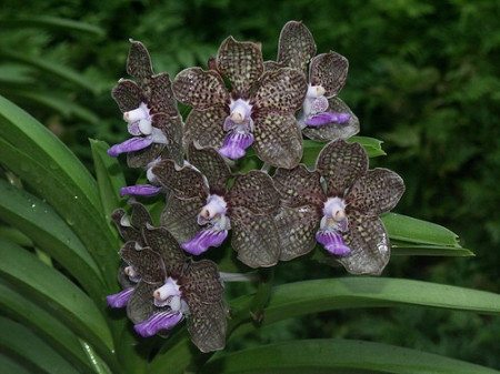 Vanda Mimi Palmer superfragrance w1 FS