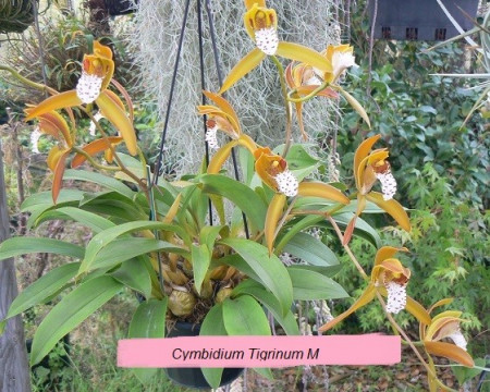Cymbidum Tigrinum M