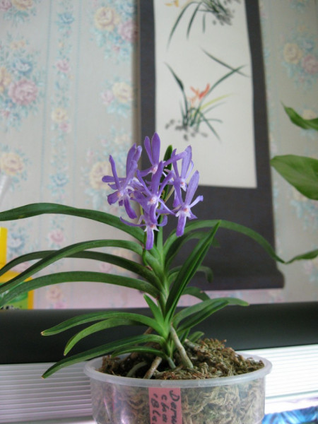 Darwinara Blue Charm FS