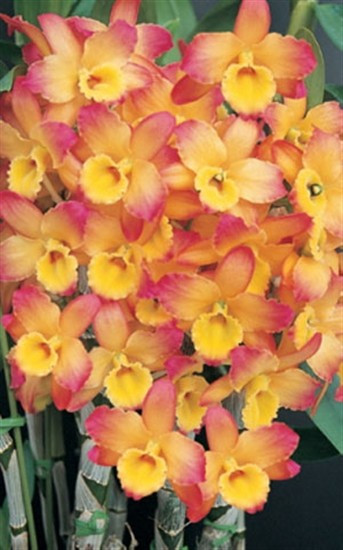 Dendro. Oriental Smile "Fantasy" AM/AOS FS