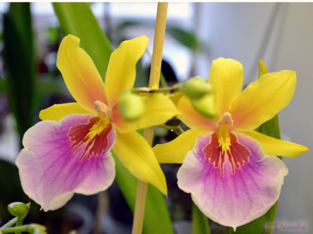 Miltonia Sunset