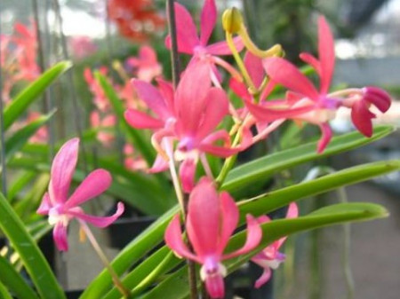 Neofinetia Falcata x Asctm. Curvifolium