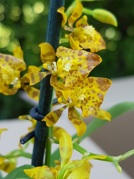 Oncidium Meirax