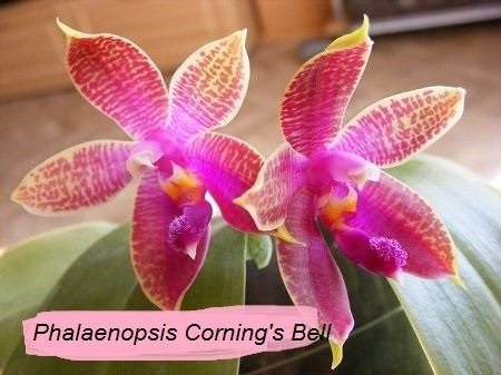 Phalaenopsis Corning's Bell