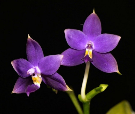 Phalaenopsis violacea indigo hp norton