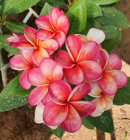 Plumeria J4