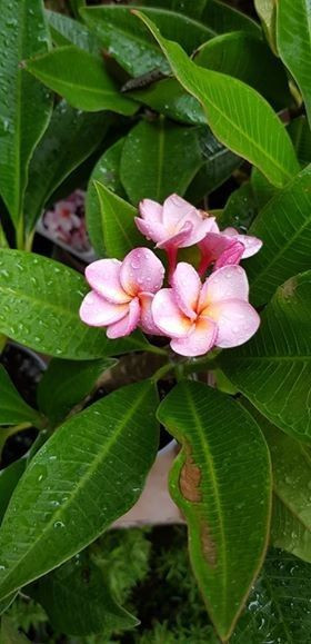 Plumeria Rhapsody