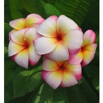 Seminte Plumeria Soi Sai Djai