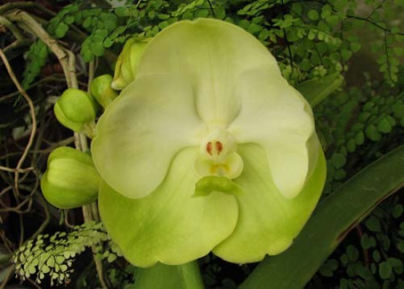 Vanda Rasri Gold x Ascocenda Krailerk White (round form)