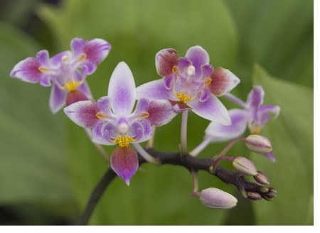 Phalaenopsis Equestris variation