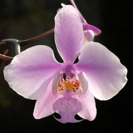 Phalaenopsis Schilleriana 4N FS