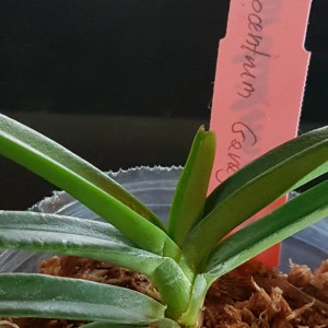 Ascocentrum Garayi FS - Img 2