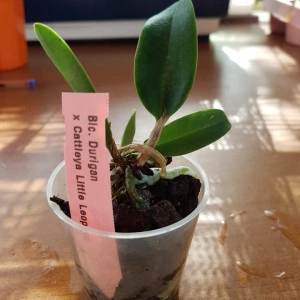 Blc. Durigan X Cattleya Little Leopard - Img 2