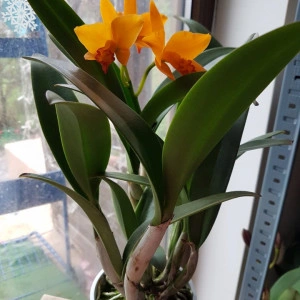 Cattleya 1 - Img 2