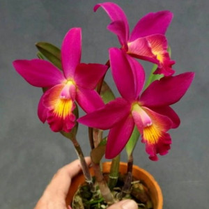 Cattleya Chian Tzy Guiding  Red Top FS