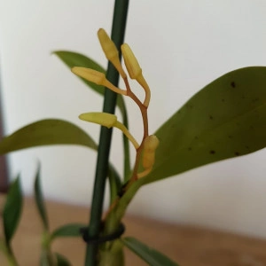 Dendrobium Harveyanum