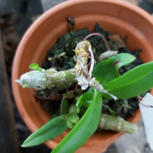 Dendrobium parishii - clumps - Img 3