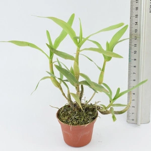 Dendrobium purpureum - Img 2