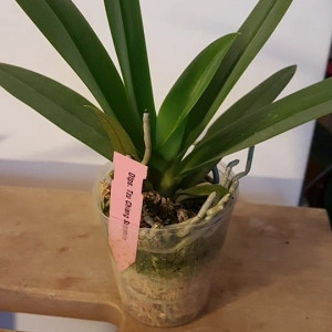 Doritaenopsis Tzu Chiang Sapphire FS - Img 2