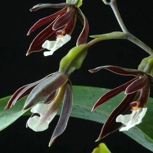 Encyclia campylostalix