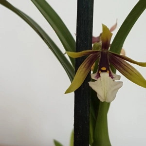 Epidendrum Tripunctatum - Img 3