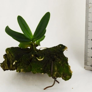 Haraella Odorata FS RK - Img 2