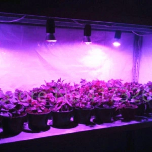 Leduri Full-Spectrum pentru cresterea plantelor - Img 4