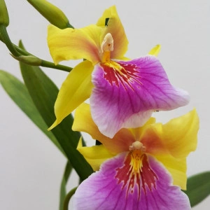 Miltonia Sunset - Img 3