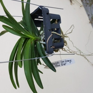 Neostylis Lou Sneary 'Blue Bird' - Img 2