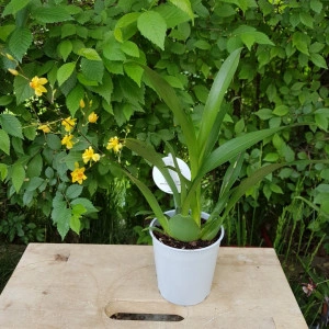 Oncidium Twinkle - Img 2