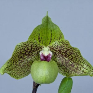 Paphiopedilum Mint Chocolate FS