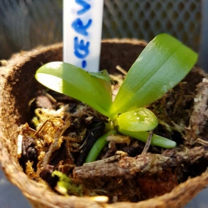 Phal. Cornu-Cervi var. Red X Phal. Lindenii