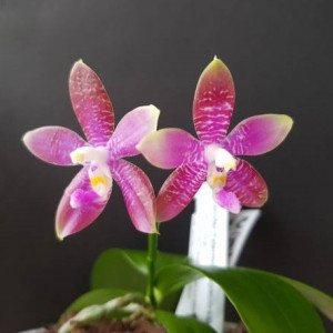 Phal. (Jennifer Palermo x speciosa) x tying shin fly eagle