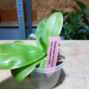 Phalaenopsis Corning's Bell - Img 2